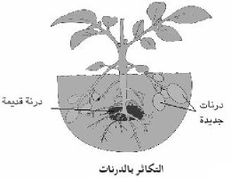 التكاثر بالدرنات